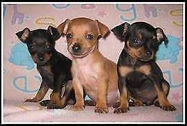 disponiamo cucciolo di pincher mini toy buonissimo tranquillissimo