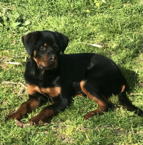 dispone di bellissimo cucciolone di rottweiler, 