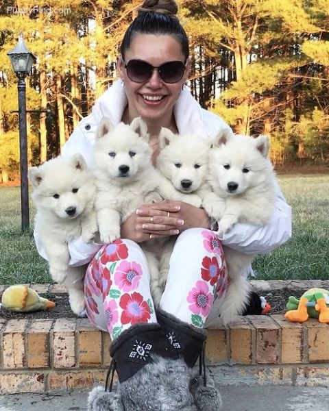 cucciolo di siberian husky,'//