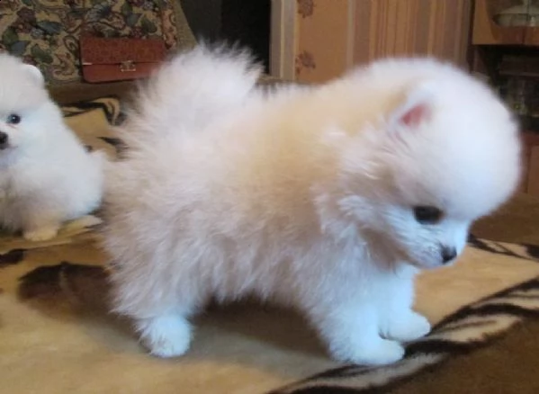 disponibili cuccioli di spitz di pomerania toy affettuosissimi e sereni di 70 giorni 