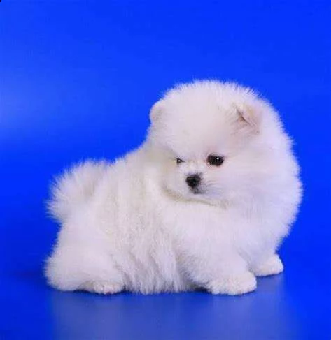 cuccioli di volpino pomerania toy vivaci e perfetti di 2 mesi e mezzo