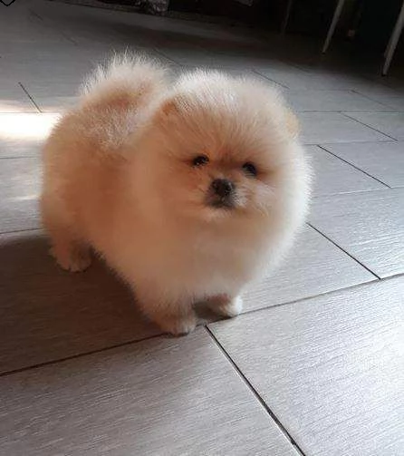 puppy di volpino della pomerania con primo vaccino già sverminati