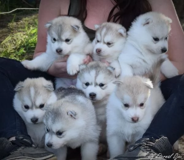  cucciolo di siberian husky.