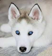  cucciolo di siberian husky g