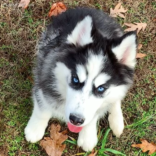  cucciolo di siberian husky*