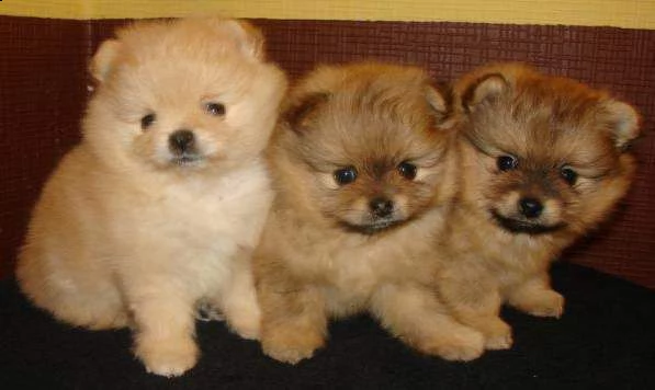 disponibili cuccioli di spitz pomerania toy bellissimi e gioiosi di 70 giorni 