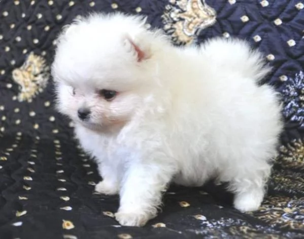 disponiamo cuccioli di spitz pomerania toy meravigliosi e gioiosissimi