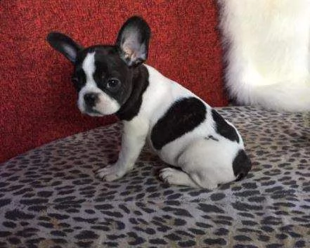 affettuosi cucciolini bulldog francesi pocket buonissimi gentilissimi e eccellentissimi 