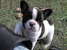 disponiamo cuccioli di bulldog francese bellissimi e puri