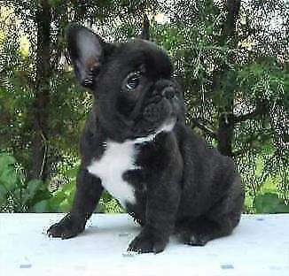 disponiamo cuccioli stupendissimi e puri di 2 mesi e mezzo