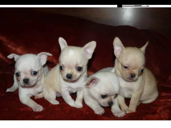 disponibili cucciolo chihuahua toy tenerissimi e giocarelloni