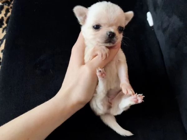 disponibili alla prenotazione bellissimi cuccioli di chihuahua a pelo corto bianchi.