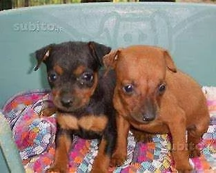 cuccioli di pincher chihuahua di 70 giorni maschi e femmine 