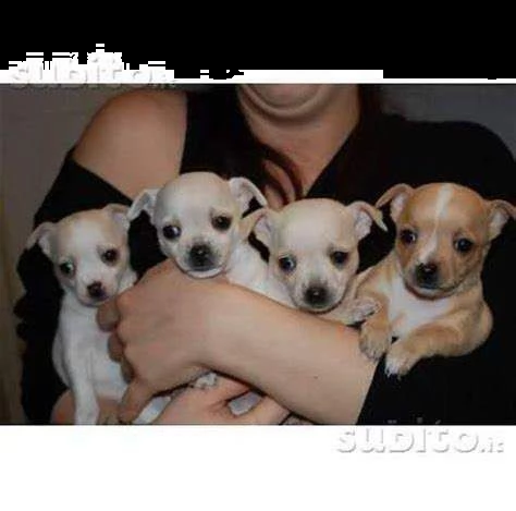 cuccioli di pincher chihuahua visibili e disponibili italiani gioiosi attivissimi 