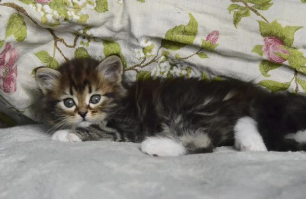 norvegese delle foreste disponibile | Foto 2