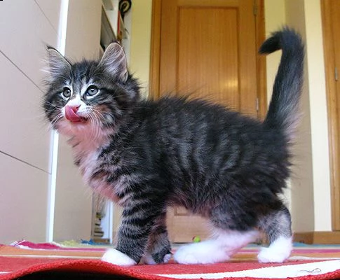 norvegese delle foreste disponibile | Foto 0