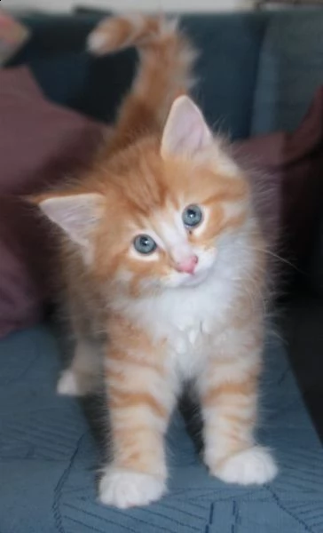 norvegese delle foreste disponibile