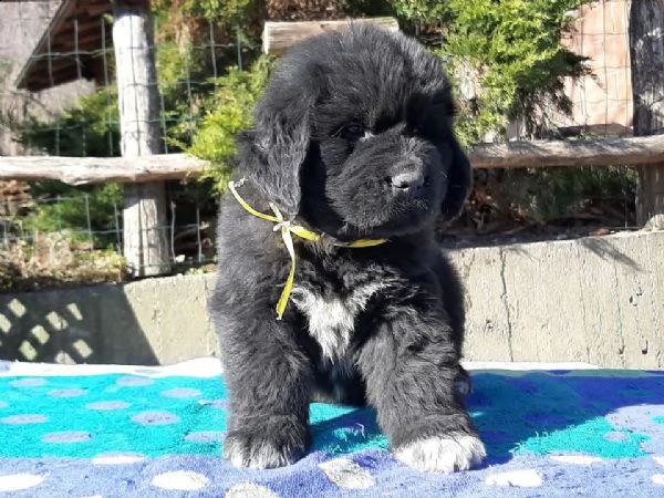  terranova cuccioli ..... terranova cuccioli 