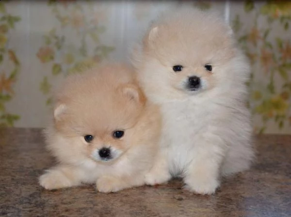 disponiamo cuccioli di spitz pomerania toy italianissimi e originali di 2 mesi 