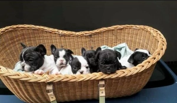  disponibili cuccioli bulldog francese 