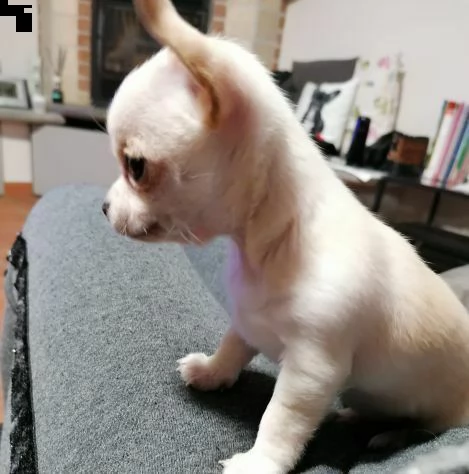 crema di chihuahua. toy