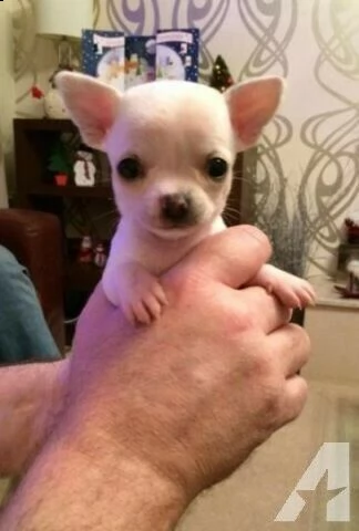 maschi di chihuaha di colore crema.
