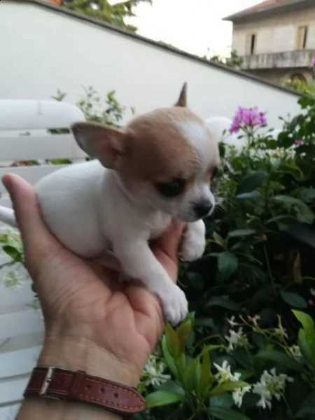 disponiamo cuccioli di chihuahua toy dolcissimi e purissimi 