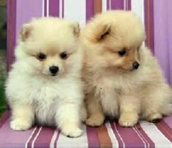 affettuosi cucciolini volpini pomerania tenerissimi sanissimi e simpaticissim