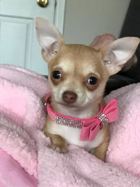 kc chihuahua lilla registrato allo stud