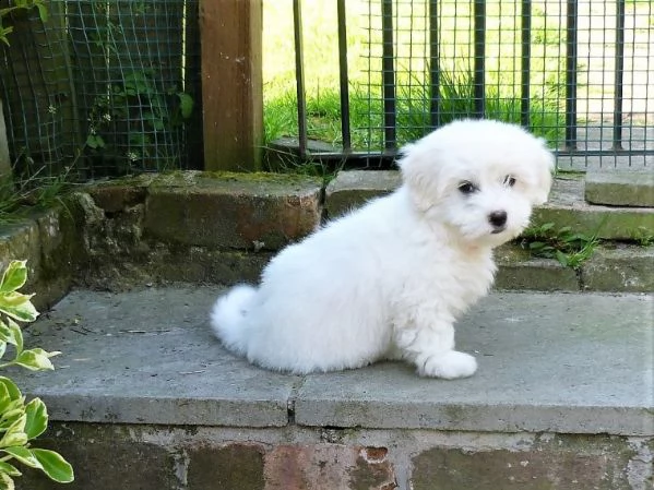 vendita cuccioli bichon frise
