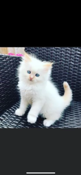 bellissimi cucciolotti ragdoll con pedigree