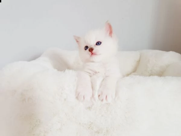 bellissimi cucciolotti ragdoll con pedigree | Foto 0