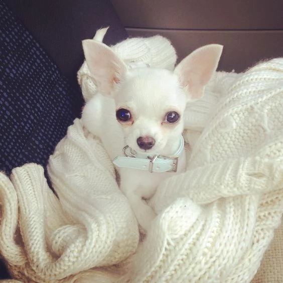 chihuahua cuccioli in regalo.