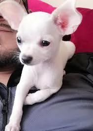 chihuahua cuccioli.