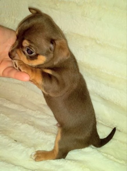 chihuahua cuccioli in regalo**