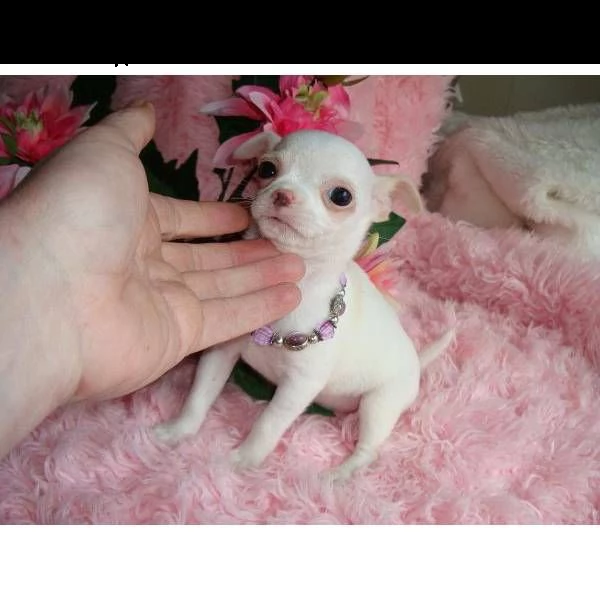 chihuahua cuccioli in regalo!**