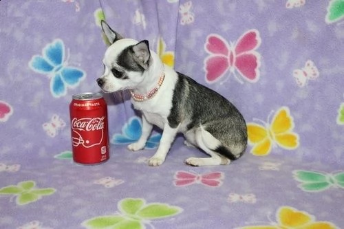 chihuahua cuccioli in regalo(**