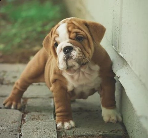 cuccioli di qualità bouleduque maschi e femmine