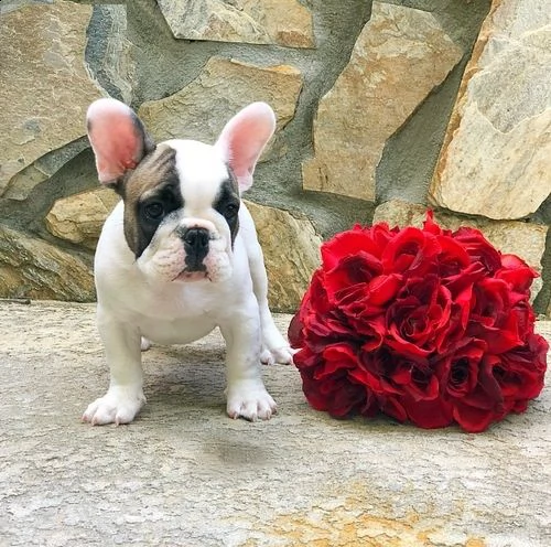 bulldog francese cuccioli