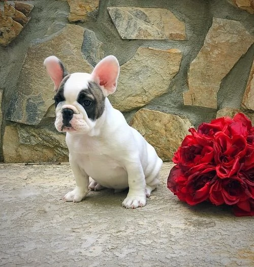 bulldog francese cuccioli .