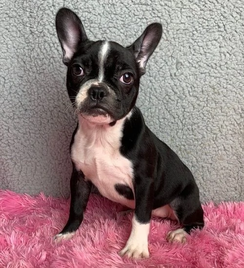 bulldog francese cuccioli #