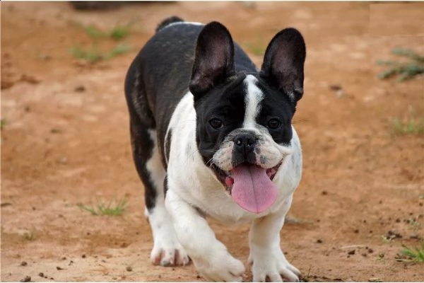 bulldog francese cuccioli *