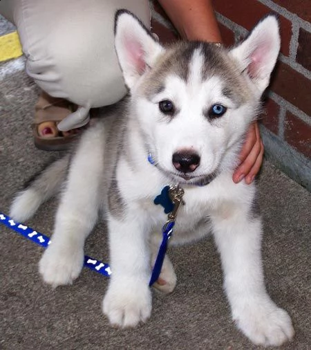 cucciolo di siberian husky**