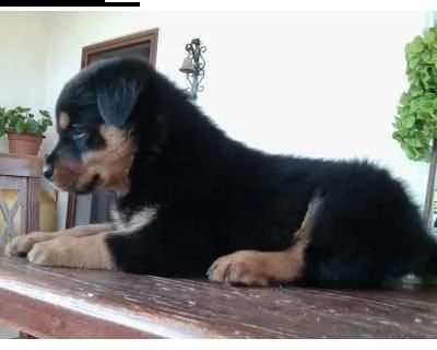 regalo cuccioli di rottweiler cuccioli