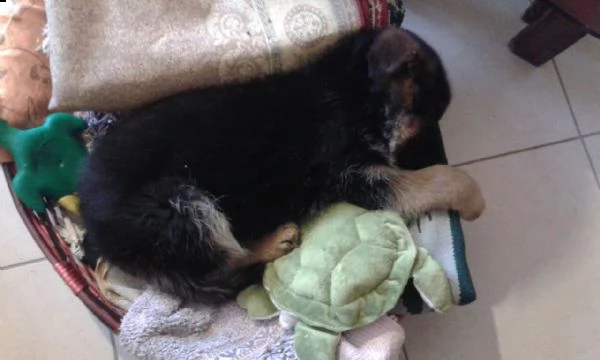 regalo cuccioli di pastore tedesco