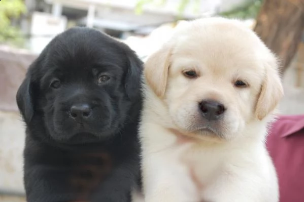 regalo labrador retriever cuccioli.