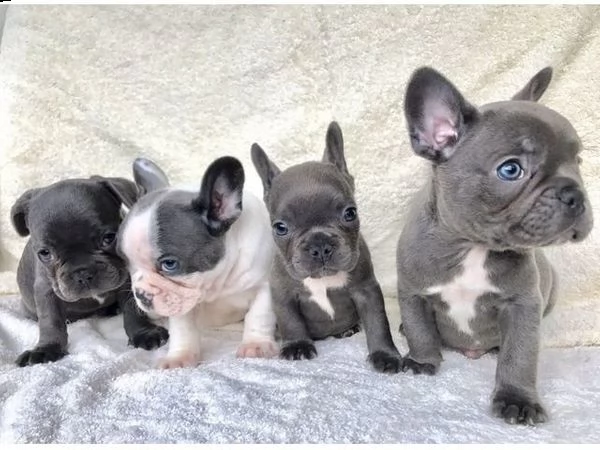 saggi cuccioli di bulldog francese disponibili per una nuova casa