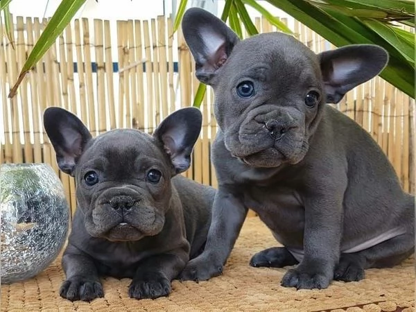 saggi cuccioli di bulldog francese disponibili per una nuova casa | Foto 2