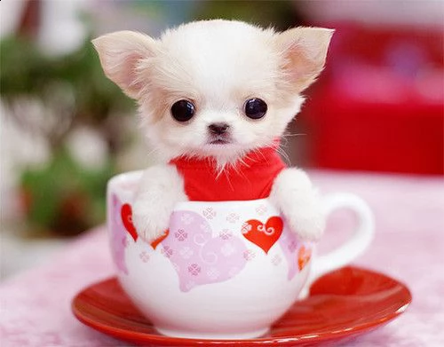 prezioso rifiuti chihuahua adozione regalo