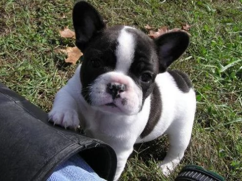 regalo cuccioli di bouledogue francese maschio e femmina
